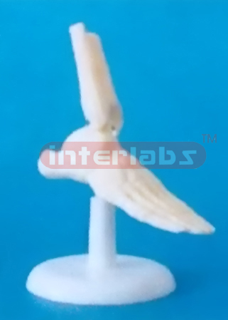 LITTLE FOOT JOINT MODEL